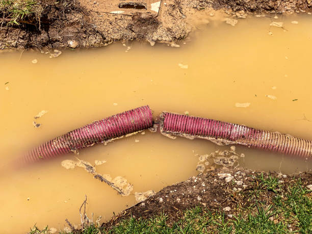 Best Carpet water damage restoration  in Benwood, WV