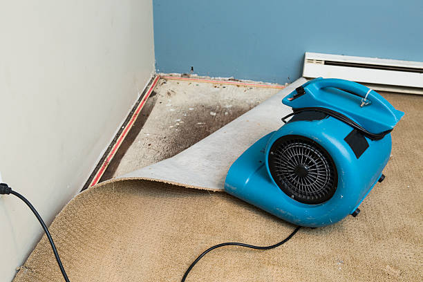 Best Professional water damage repair  in Benwood, WV